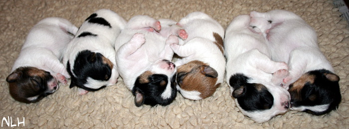 100526 ronja, roope, ruben, robin, romeo & rico.jpg - Ronja, Roope, Ruben, Robin, Romeo & Rico 9 pv :)
